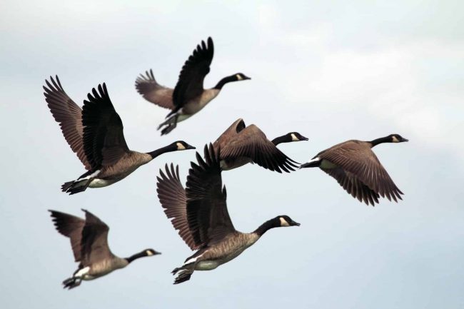 Photo by Gary Bendig gray-and-black mallard ducks flying during day time
