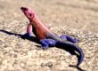 purple and red lizard on ground