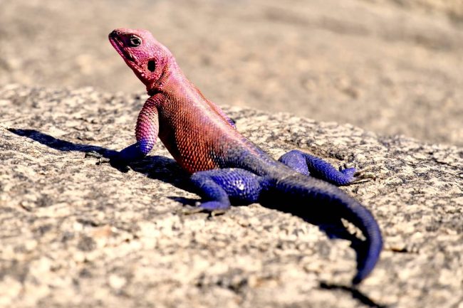 Photo by ray rui purple and red lizard on ground